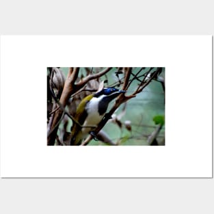 Blue Faced Honey Eater Posters and Art